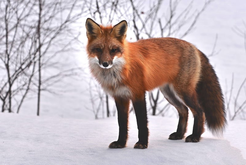 Fantasy fauna