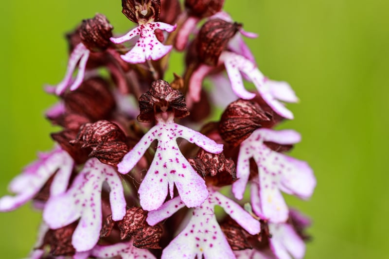 Dancing Lady Orchid