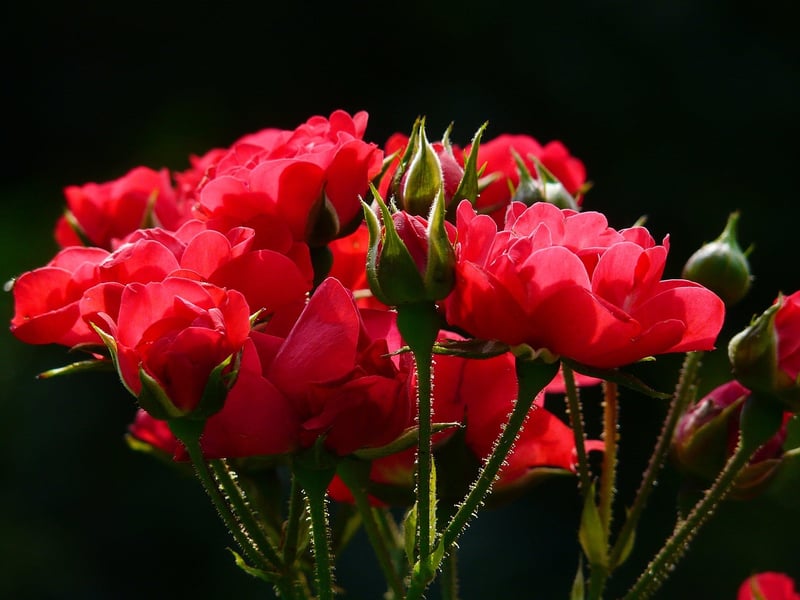 Unique Flower